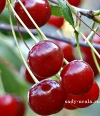 Вишня "Ашинская" Вишня "Ашинская"